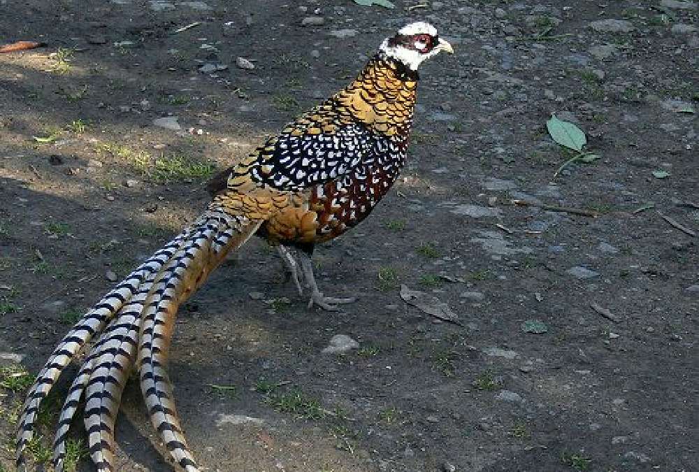 یکی از گونه های نادر پارک پرندگان تمجیدی ماسال