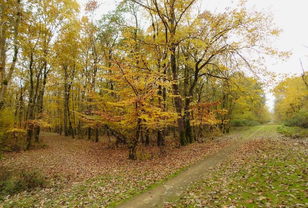 ییلاق شاندرمن از جاهای دیدنی ماسال در پاییز