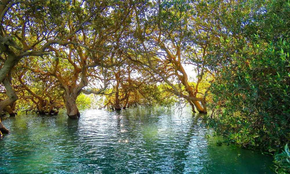 درختان سبز با تنه هایی در میان آب