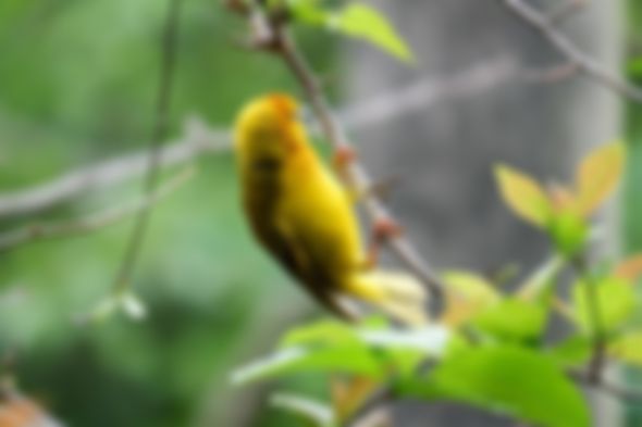 blurred_sigma_5_bird.jpg